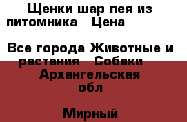 Щенки шар-пея из питомника › Цена ­ 15 000 - Все города Животные и растения » Собаки   . Архангельская обл.,Мирный г.